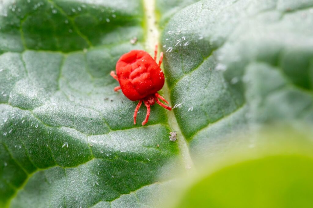 Insidertips van een professional: biologische plaagbestrijding voor huis en tuin